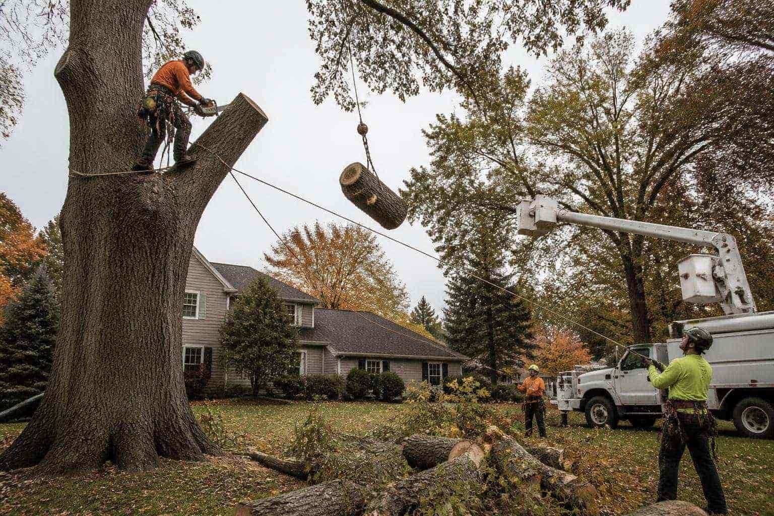 Kingdom Tree Company crew performing a controlled tree removal at a Northeast Ohio home
